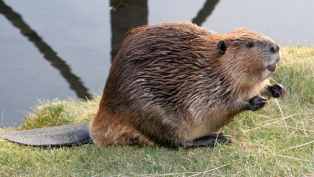 Beaver Crisis