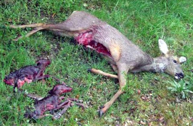 Primer caso de maltrato animal.