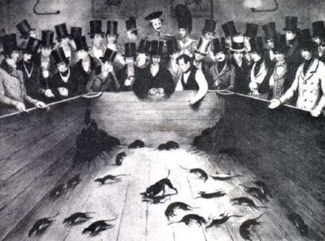 Hostigamiento de ratas