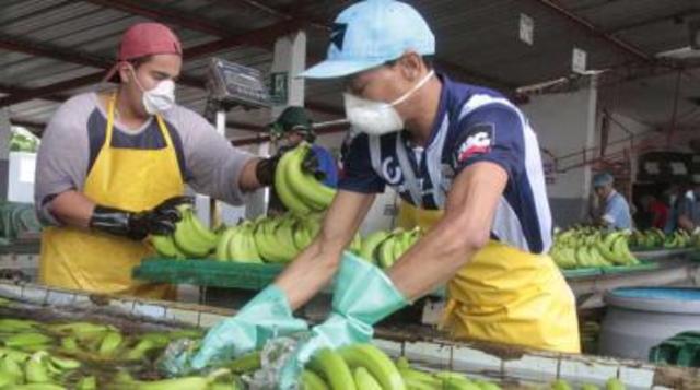 Petróleo y banano impulsan exportaciones