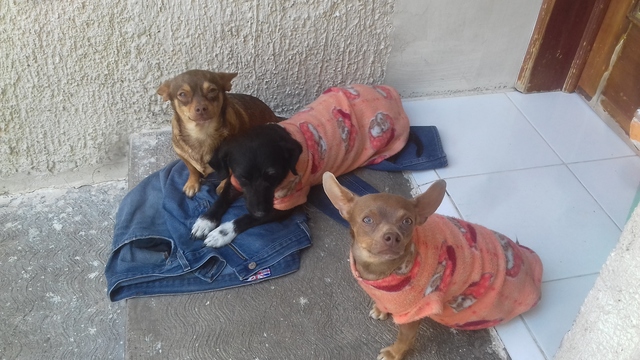 Llegada de Princesa, Ginger y Jackie