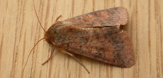 El primer malfuncionamiento de un ordenador