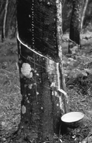 la fiebre del caucho