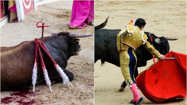 proyecto de ley para prohibir la corrida de toros en Colombia