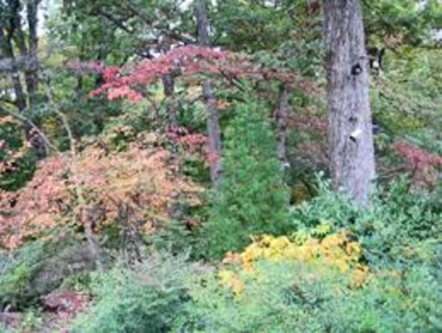 Shrubs and Small Trees