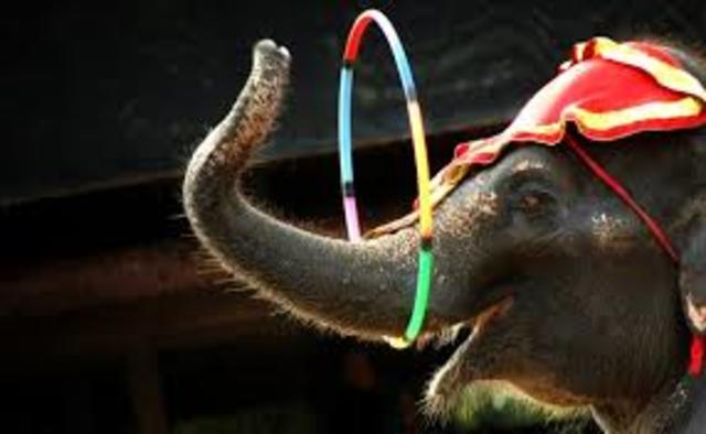 Costa Rica prohíbe los circos con animales