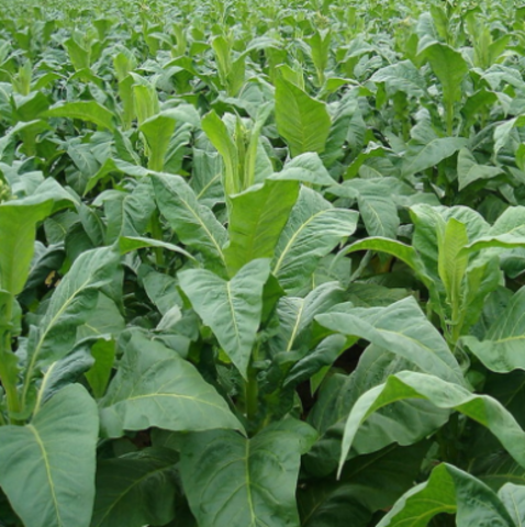 Tobacco