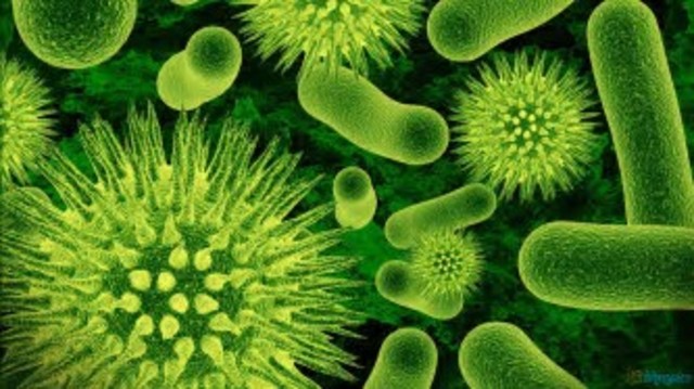 Germ Theory of Fermentation