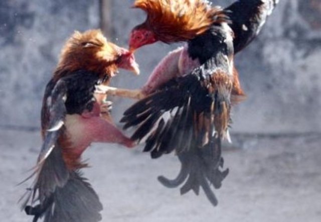 Pelea de gallos