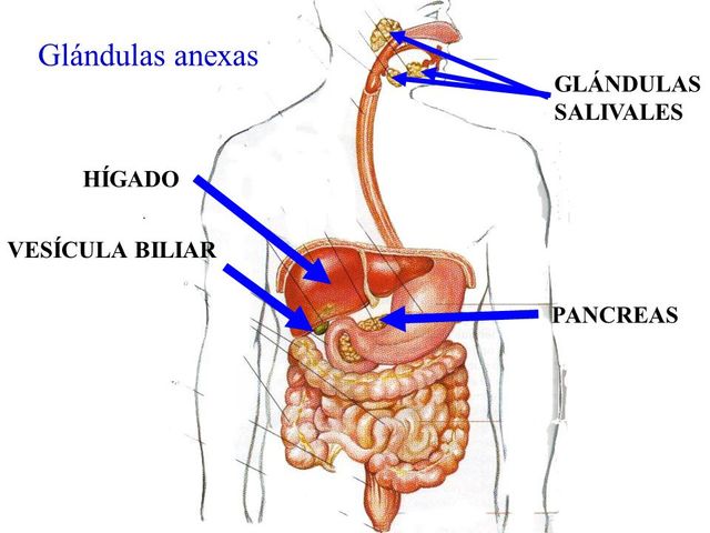 glandulas del sistema digestivo