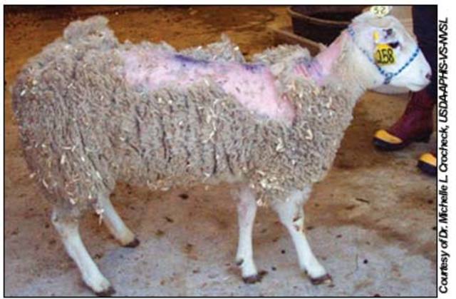 Aparicion del Scrapie