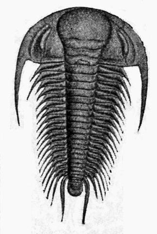 Crustáceos trilobites