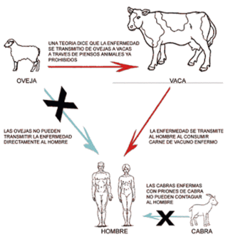 Transmisión de  las enfermedades