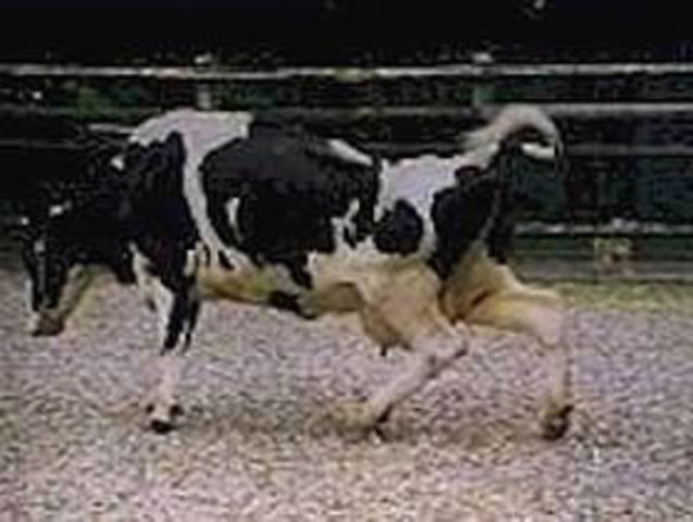 La Encefalopatía Espongiforme Bovina