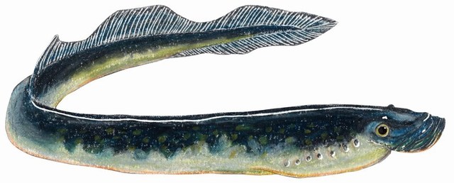 Peces sin mandíbula