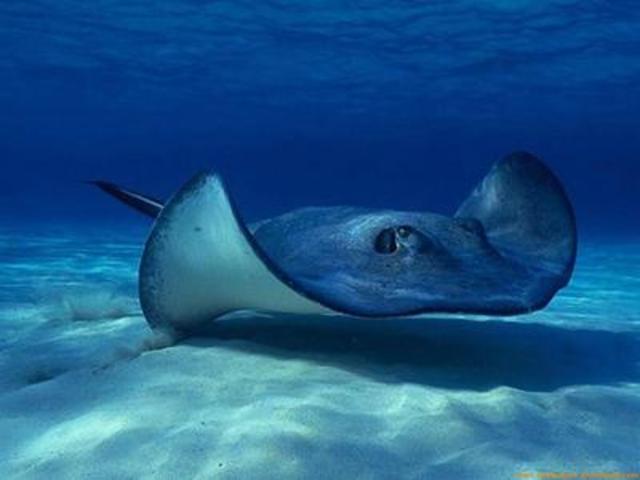 Peces cartilaginosos