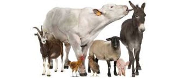 Declaracion universal para el bienestar animal