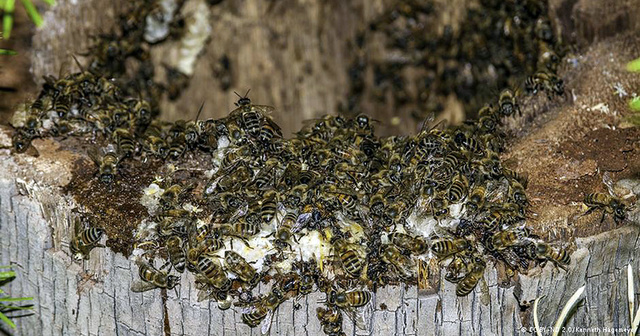 PÉRDIDA DE LA VIDA SILVESTRE