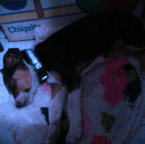 Adopte A Un Perrito De La Calle