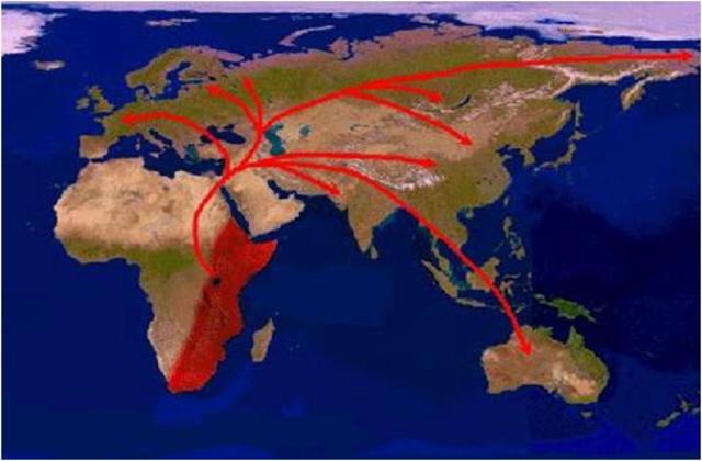 Verspreiding en verschillen van de homo sapiens