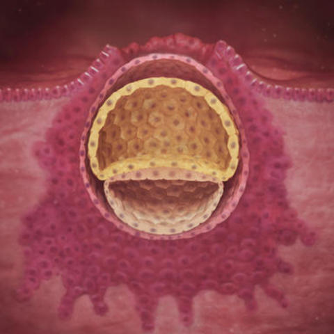 The Blastocyst Is Created