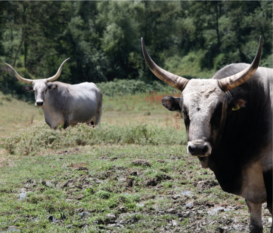 Het rund werd gedomesticeerd in het Midden-Oosten