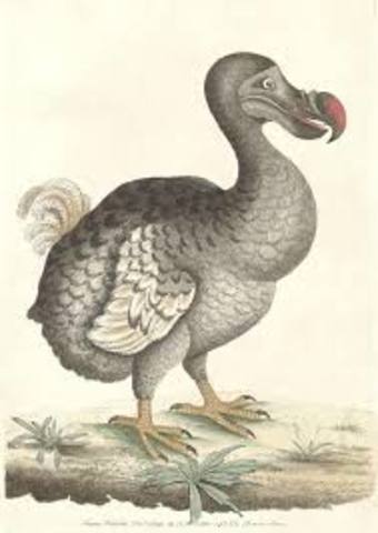 Extinction of the dodo bird