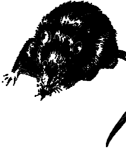 How the Black Death spread