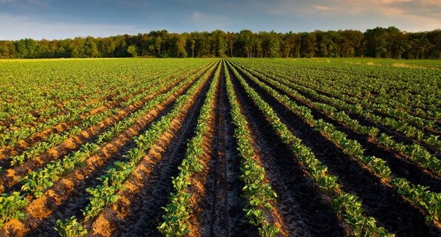 Landbouw in Nederland