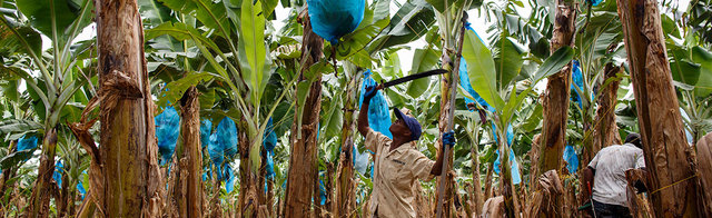 Acusaciones a Chiquita Brands: Paramilitares