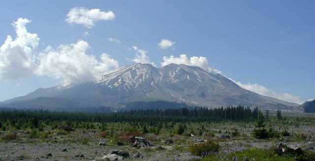 Shrubs and Small Trees