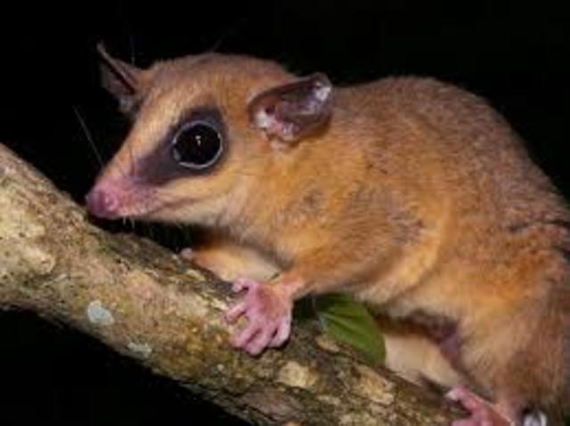 Desaparece la marmosa grácil de vientre rojo