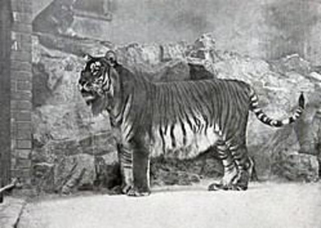 Tigre persa