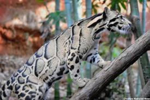 Desaparece la pantera nebulosa