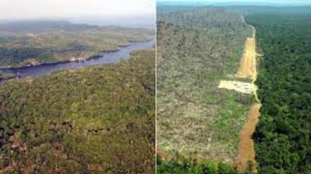 Bosques en desaparición