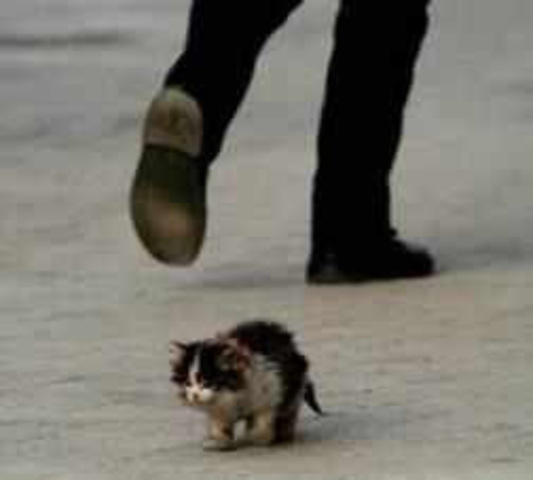 SERES HUMANOS DERROLLADORES DE VIDAS ANIMALES