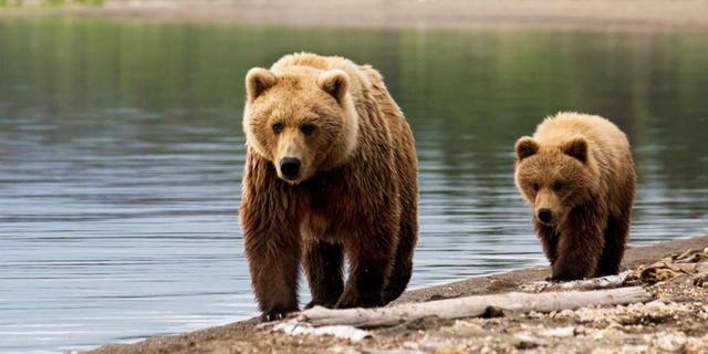 OSO CRYZZLY A SALVO.