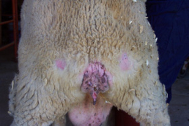 enfermedad de la tembladera (cabras)