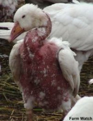 las plumas arrancadas para el beneficio humano