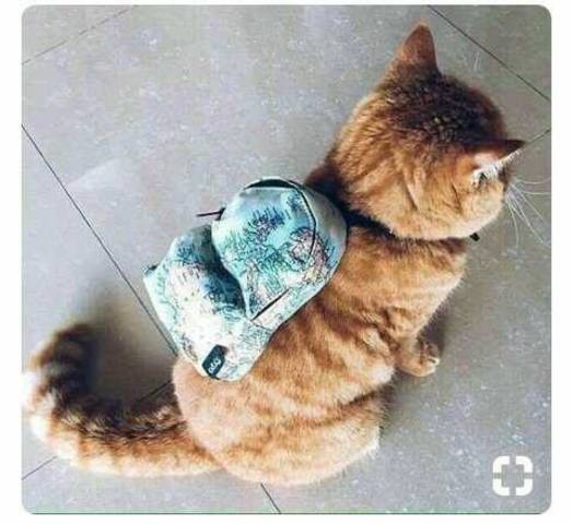 el dia que me compraron  un bolsito