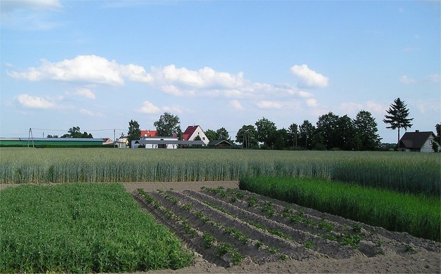 Four-field crop rotation