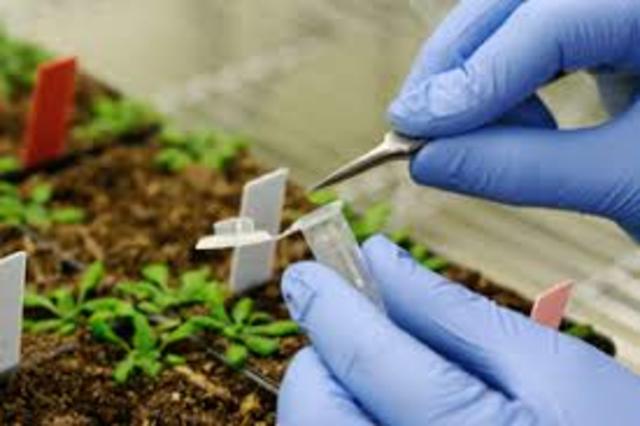 Genetic Modification of crops