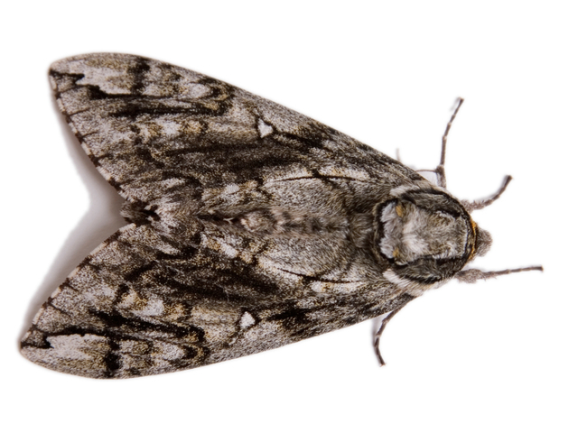 Primer caso de malfuncionamiento de un ordenador.