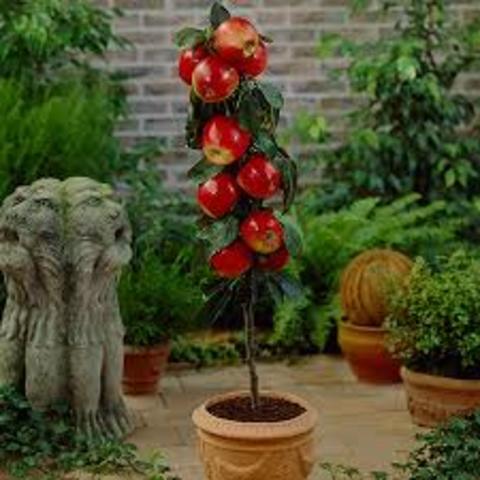 The first apple trees in Tasmania