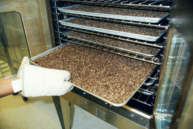 Cricket Farming Thailand