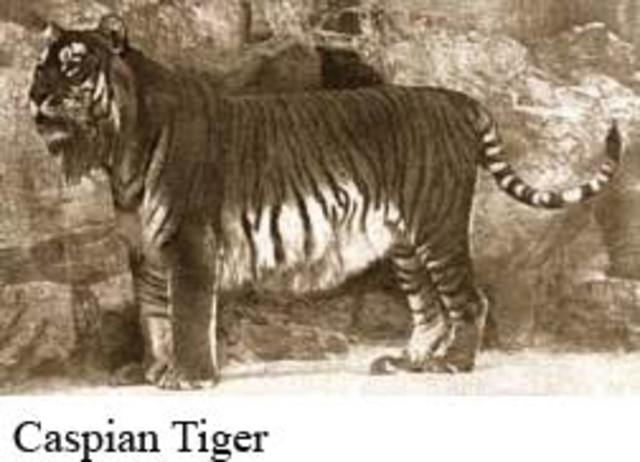 Extinction of the Caspian Tiger