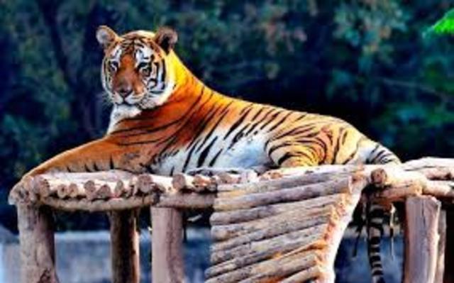Tiger Population- 2,000