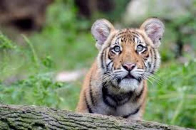 Tiger Population- 1,500