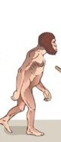 Homo habilis