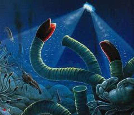 3 500 m.a: Seres que producen oxígeno